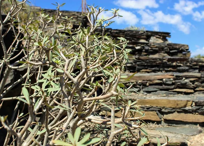 Bougainvillea Bamira *